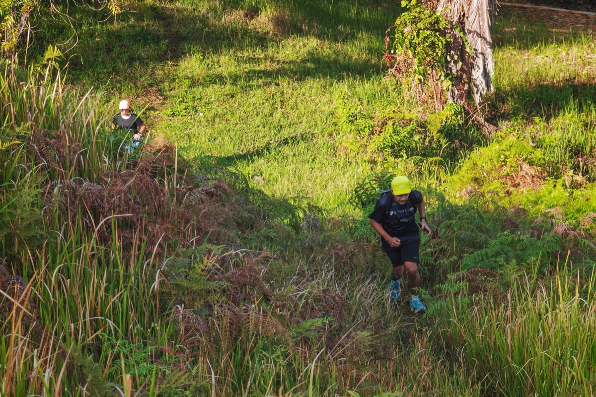 A trail runner in a yellow cap climbing through ferns and tall grass